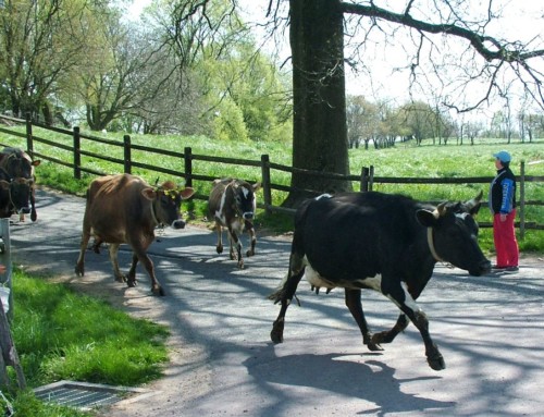 Camphill Village: Kimberton Hills