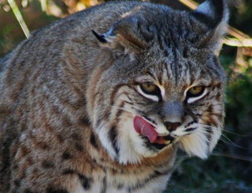 Yellowstone Wildlife Sanctuary